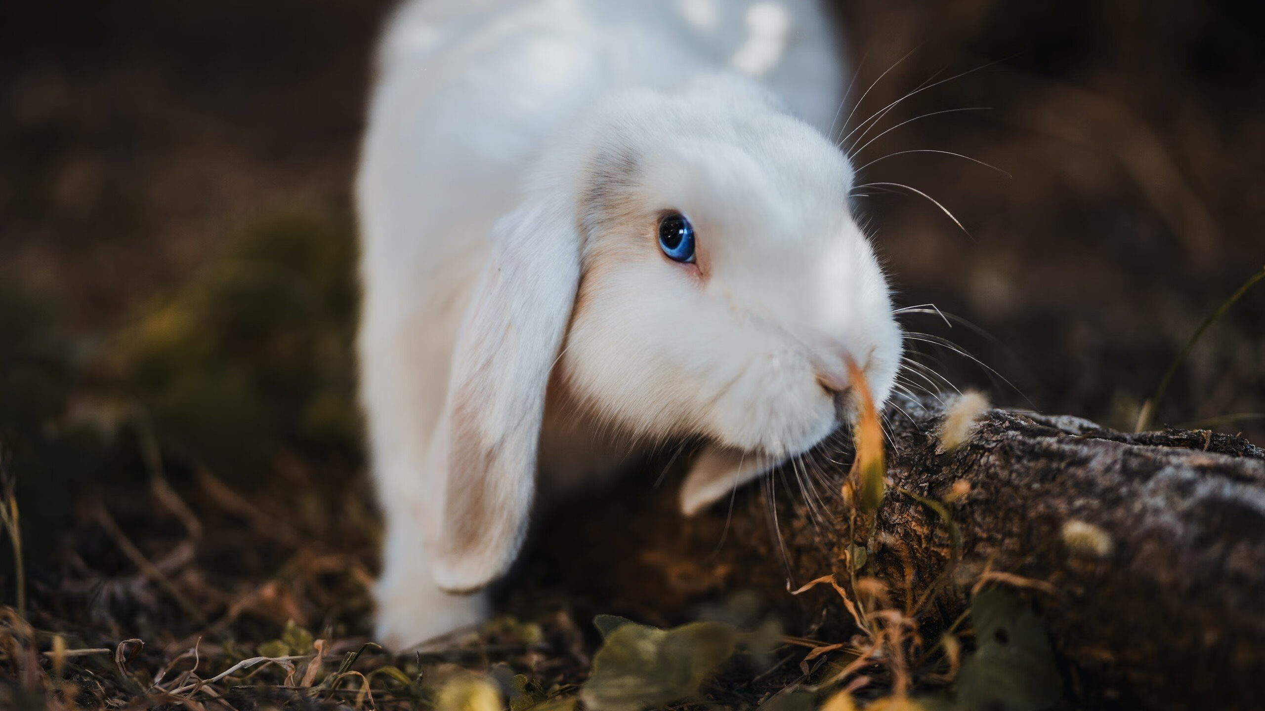 巴西队在2024年南美锦标赛中击败哥伦比亚队晋级决赛,巴西vs哥伦比亚2014