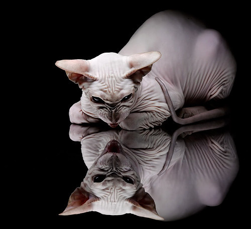 全新赛道设计亮相,赛车手们如何应对?,汽车新赛道